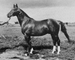 stallion Pergamon (Trakehner, 1937, from Humanist)