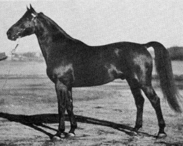 stallion Corso (Swedish Warmblood, 1945, from Pergamon)