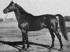 stallion Corso (Swedish Warmblood, 1945, from Pergamon)
