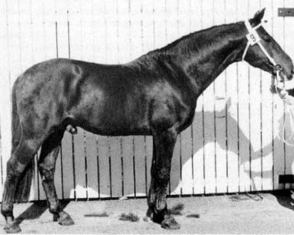 stallion Rote Boldt (Swedish Warmblood, 1962, from Humboldt)