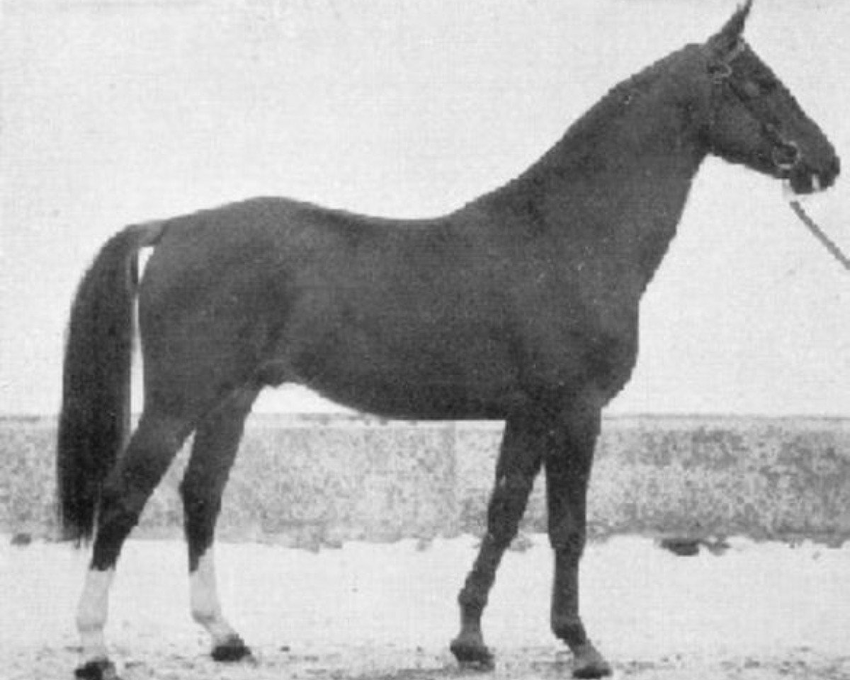 stallion Alcasar (Swedish Warmblood, 1943, from Salvator)