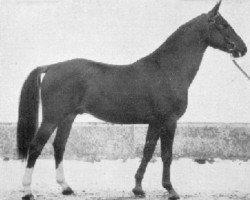 Deckhengst Alcasar (Schwedisches Warmblut, 1943, von Salvator)