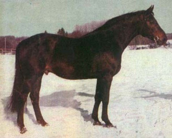 stallion Optimist (Swedish Warmblood, 1963, from Harras)