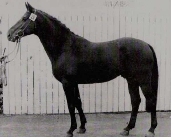 stallion O'den (Swedish Warmblood, 1973, from Optimist)