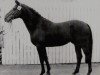 stallion O'den (Swedish Warmblood, 1973, from Optimist)