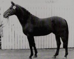 Deckhengst O'den (Schwedisches Warmblut, 1973, von Optimist)