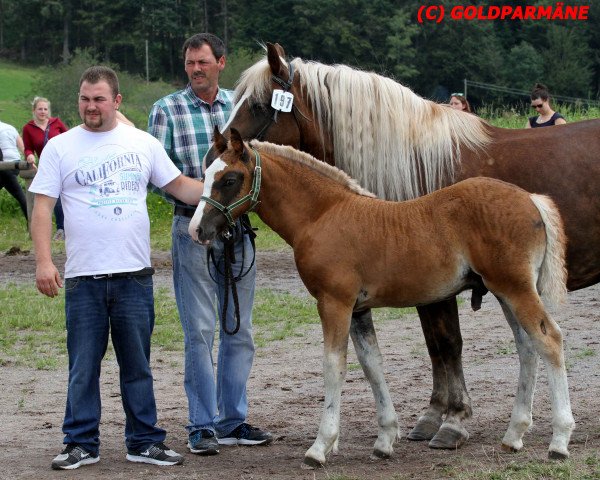 stallion Rico (Black Forest Horse, 2016, from Roter Milan)