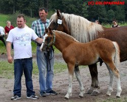 stallion Rico (Black Forest Horse, 2016, from Roter Milan)