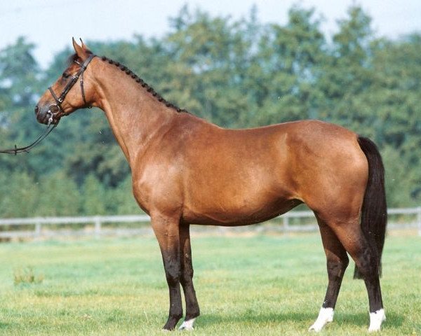 broodmare Jottie (KWPN (Royal Dutch Sporthorse), 1991, from Elmshorn)
