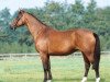 broodmare Jottie (KWPN (Royal Dutch Sporthorse), 1991, from Elmshorn)
