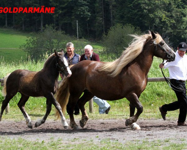 broodmare Rambo (Black Forest Horse, 2016, from Roter Milan)