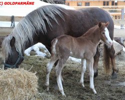 horse Ringo (Black Forest Horse, 2016, from Roter Milan)