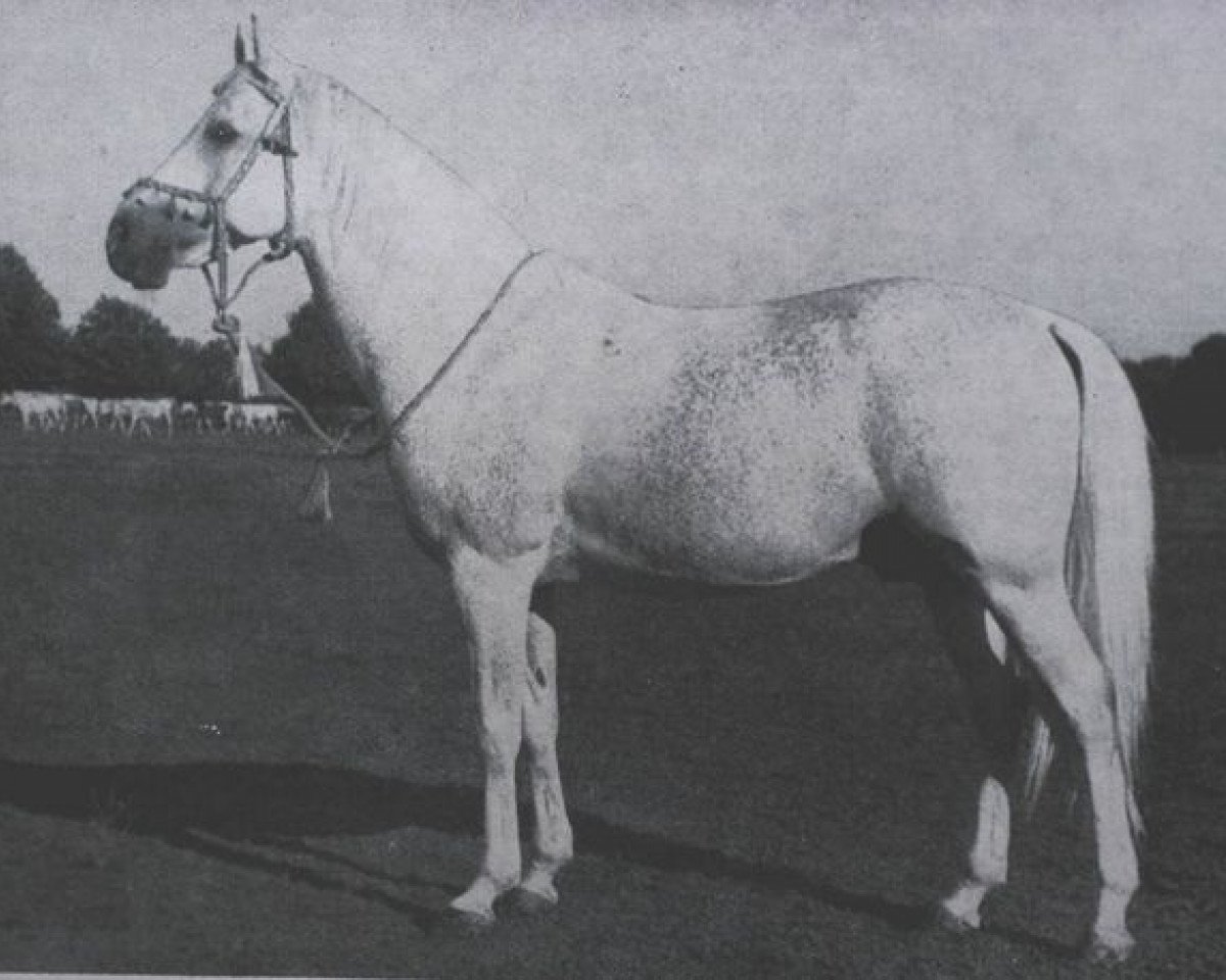 stallion 3-Koheilan IV ox (Arabian purebred, 1925, from Koheilan IV 1904 ox)