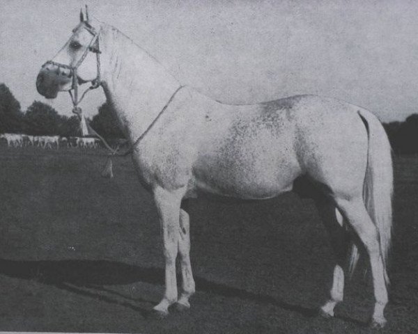stallion 3-Koheilan IV ox (Arabian thoroughbred, 1925, from Koheilan IV 1904 ox)