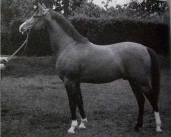 Deckhengst Kohinoor ox (Vollblutaraber, 1931, von 3-Koheilan IV ox)