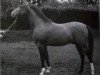 stallion Kohinoor ox (Arabian thoroughbred, 1931, from 3-Koheilan IV ox)