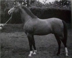 stallion Kohinoor ox (Arabian thoroughbred, 1931, from 3-Koheilan IV ox)