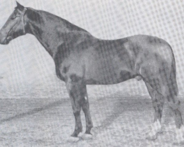 stallion Lopshorn (Holsteiner, 1937, from Loretto)