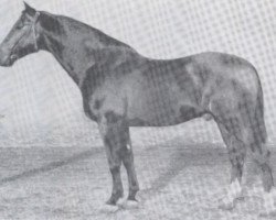 stallion Lopshorn (Holsteiner, 1937, from Loretto)