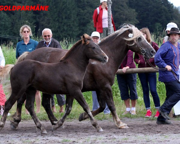 broodmare Isabel (Black Forest Horse, 2016, from Roter Milan)