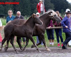 Zuchtstute Isabel (Schwarzwälder Kaltblut, 2016, von Roter Milan)