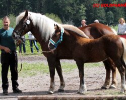 broodmare Piroschka (Black Forest Horse, 2016, from Roter Milan)