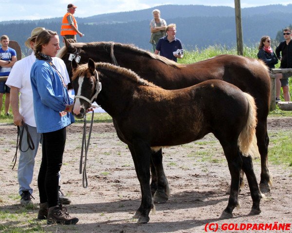 broodmare Alegra (Black Forest Horse, 2016, from Roter Milan)