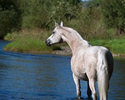 Pferd Feyiina M ox (Vollblutaraber, 2009, von Peverell ox)