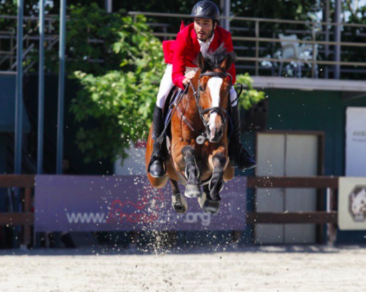 jumper Abner (KWPN (Royal Dutch Sporthorse), 2005, from Quintessence van de Laarse Heide)