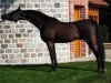 stallion HS Pirandelo ox (Arabian thoroughbred, 1999, from Pilot ox)