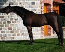 stallion HS Pirandelo ox (Arabian thoroughbred, 1999, from Pilot ox)