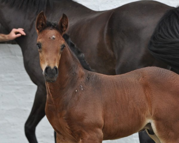 Dressurpferd Forever Romance SA (Österreichisches Warmblut, 2015, von For Romance I)