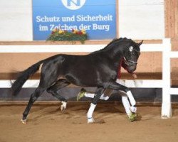 Dressurpferd First Romance SA (Österreichisches Warmblut, 2014, von For Romance I)