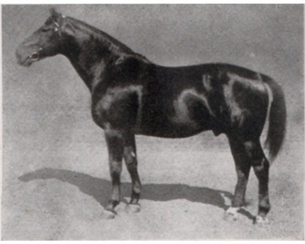 Pferd Floral (Hannoveraner, 1925, von Flavius)
