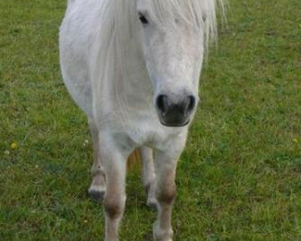 broodmare Myrthe van Dy (Rhinelander, 2006, from Merlot van Dyck)