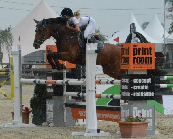 Springpferd Hokita van het Eegdeken (Belgisches Warmblut, 2007, von Catoki)