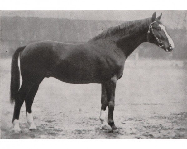 stallion Flak (Hanoverian, 1926, from Flintenstein III)