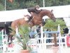 Springpferd Hollywood Be Good (Belgisches Warmblut, 2007, von Catwalk 19)