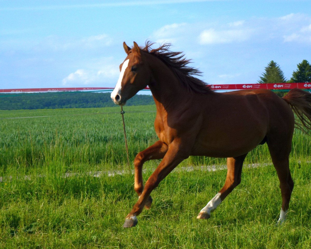 Springpferd Coupies Boy (Deutsches Sportpferd, 2014, von Coupie)