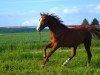 jumper Coupies Boy (German Sport Horse, 2014, from Coupie)