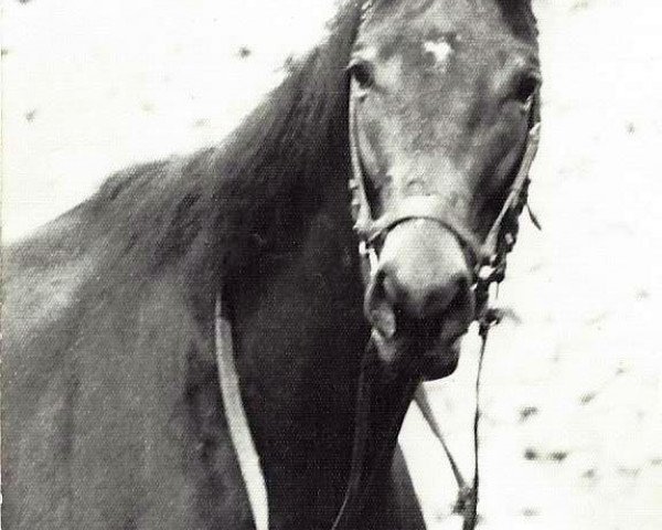 Pferd Coriolan xx (Englisches Vollblut, 1980, von Santamoss xx)