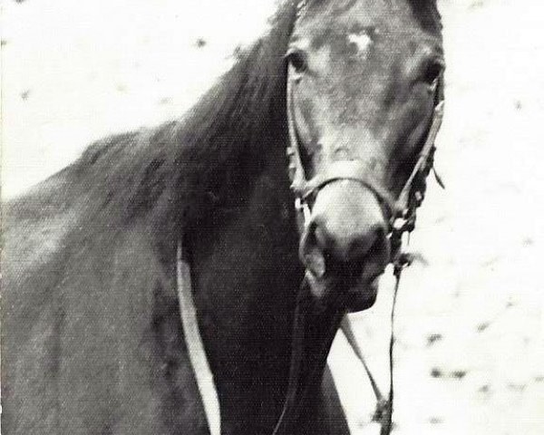 horse Coriolan xx (Thoroughbred, 1980, from Santamoss xx)