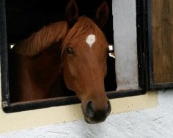 Zuchtstute Rosine (Trakehner, 2010, von Adamello)