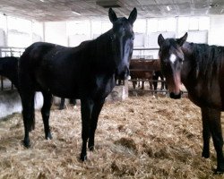 horse Firefly (German Sport Horse, 2014, from Feuerbrand)