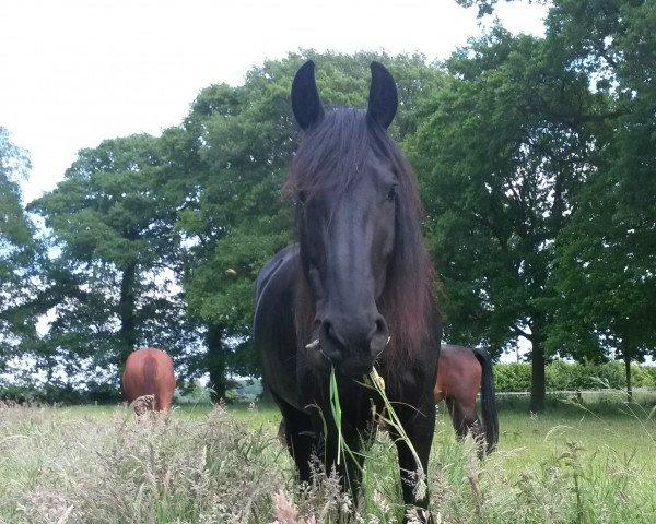 horse Eefje S. (Friese, 2009, from Tsjerk 328)