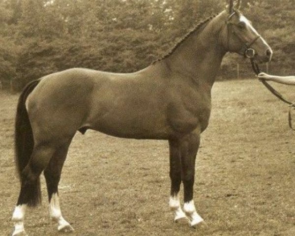 stallion Caritas (Dutch Warmblood, 1984, from Vanitas)