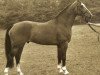 stallion Caritas (Dutch Warmblood, 1984, from Vanitas)