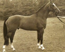 stallion Caritas (KWPN (Royal Dutch Sporthorse), 1984, from Vanitas)