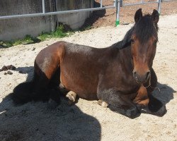 jumper Ben Akiba (German Riding Pony, 1993, from Balthasar)