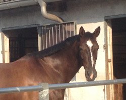 dressage horse Ramazzotti 70 (Hanoverian, 2006, from Rascalino)